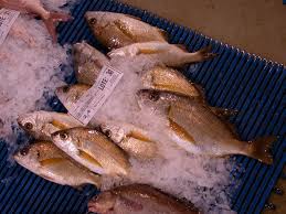 Image result for Pomadasys incisus