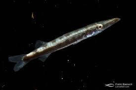 Image result for Sphyraena barracuda