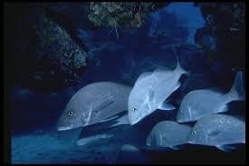 Image result for Haemulon album