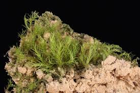 Attēlu rezultāti vaicājumam “Dicranella staphylina”