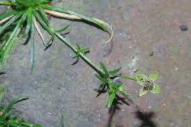 Attēlu rezultāti vaicājumam “Sagina procumbens”