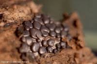 Attēlu rezultāti vaicājumam “Dianema depressum macro”