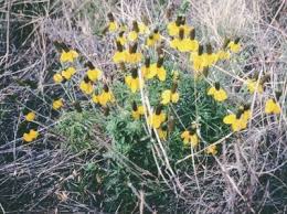 Image result for Ratibida columnifera