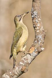 Attēlu rezultāti vaicājumam “Picus viridis”