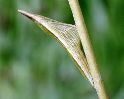 Attēlu rezultāti vaicājumam “Anthocharis cardamines underside”