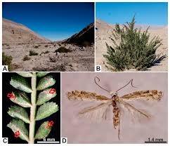 Attēlu rezultāti vaicājumam “Gracillariidae”