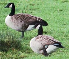 Attēlu rezultāti vaicājumam “Branta canadensis”