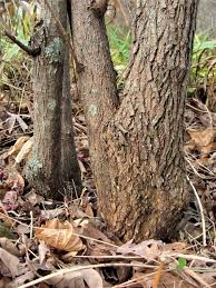 Attēlu rezultāti vaicājumam “Comatricha alta stalked”