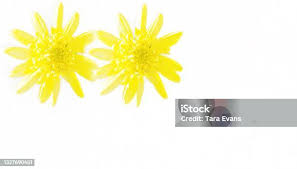 Attēlu rezultāti vaicājumam “Tragopogon heterospermus leaf”