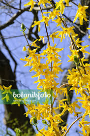 Attēlu rezultāti vaicājumam “Forsythia suspensa flower”