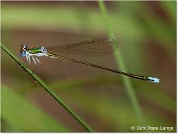 Attēlu rezultāti vaicājumam “Nehalennia speciosa”