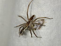 Attēlu rezultāti vaicājumam “Pisaura mirabilis”