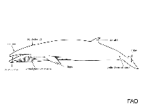 Image result for Balaenoptera omurai