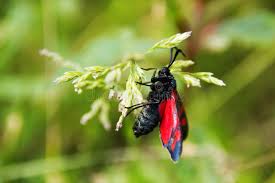 Attēlu rezultāti vaicājumam “Zygaena minos”