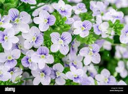 Attēlu rezultāti vaicājumam “Veronica filiformis flower”