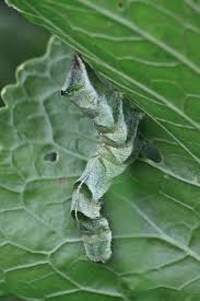 Attēlu rezultāti vaicājumam “Melanchra persicariae larva”