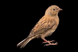 Image result for Junco hyemalis