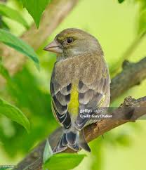 Attēlu rezultāti vaicājumam “Chloris chloris female”