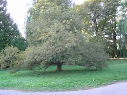 Attēlu rezultāti vaicājumam “Quercus robur fo. pectinata”