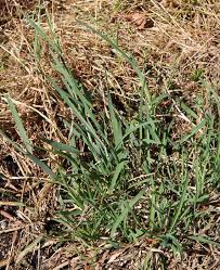 Attēlu rezultāti vaicājumam “Glyceria lithuanica”