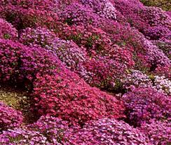 Image result for Aubrieta hybrida (cultorum)
