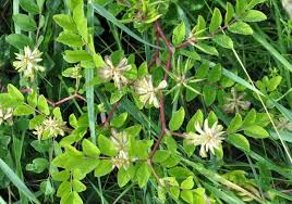 Attēlu rezultāti vaicājumam “Astragalus glycyphyllos leaf”