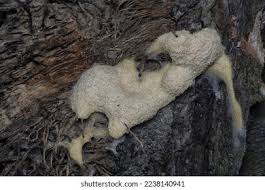 Attēlu rezultāti vaicājumam “Symphytocarpus flaccidus plasmodium”