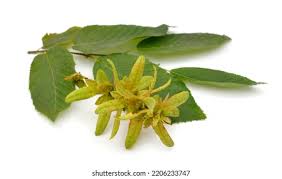 Attēlu rezultāti vaicājumam “Carpinus betulus fruit”