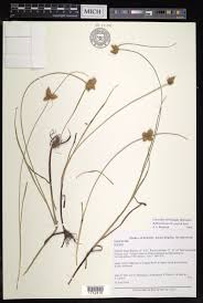 Attēlu rezultāti vaicājumam “Bolboschoenus maritimus”