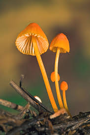 Attēlu rezultāti vaicājumam “Mycena”