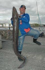 Image result for British Conger Club