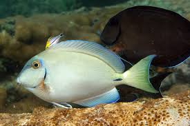 Image result for Acanthurus bahianus