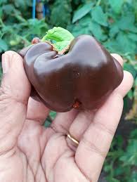 Afbeeldingsresultaat voor chocolate beauty sweet pepper