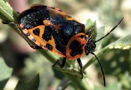 Attēlu rezultāti vaicājumam “Eurydema dominulus”