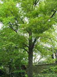 Attēlu rezultāti vaicājumam “Carya cordiformis”