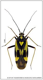 Attēlu rezultāti vaicājumam “Grypocoris sexguttatus”