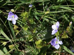 Attēlu rezultāti vaicājumam “Veronica filiformis flower”