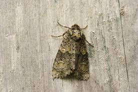 Attēlu rezultāti vaicājumam “Craniophora ligustri”