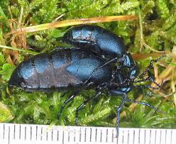 Attēlu rezultāti vaicājumam “Meloe sp. larva”