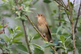 Image result for Locustella fluviatilis