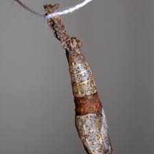 Attēlu rezultāti vaicājumam “Badhamia bethelii stalked”