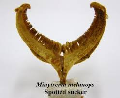 Image result for Minytrema melanops