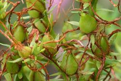 Attēlu rezultāti vaicājumam “Hypericum perforatum fruit”