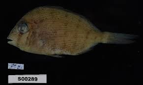 Image result for Calamus nodosus