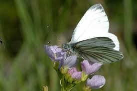 Attēlu rezultāti vaicājumam “Pieris napi male”
