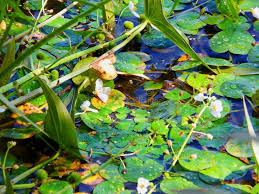Attēlu rezultāti vaicājumam “Hydrocharis morsus-ranae flower”