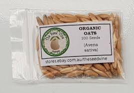 Attēlu rezultāti vaicājumam “Avena sativa fruit”