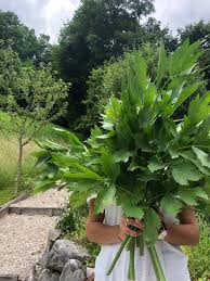 Image result for Liebstöckel