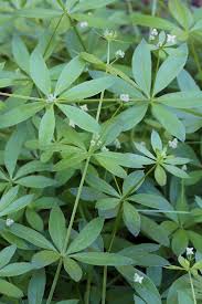 Attēlu rezultāti vaicājumam “Galium triflorum leaf”