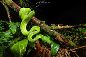 Attēlu rezultāti vaicājumam “Lycogala persicum young”